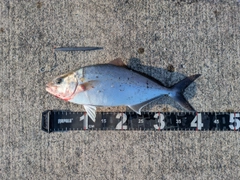 ショゴの釣果