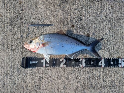 ショゴの釣果
