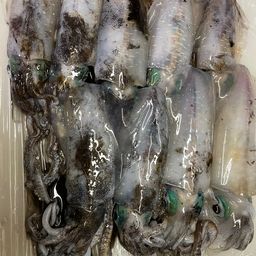 アオリイカ