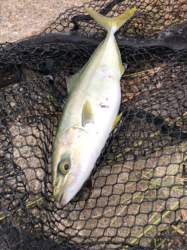 コゾクラの釣果