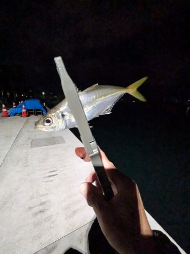 田辺湾