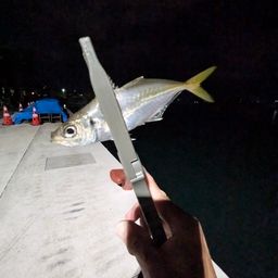 マアジ