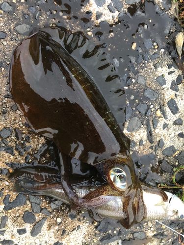 アオリイカの釣果