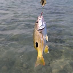ヤマトビー