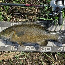 スモールマウスバス