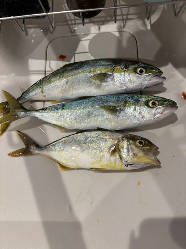 ツバスの釣果