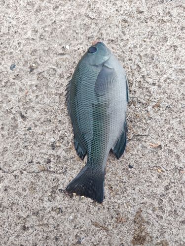 グレの釣果