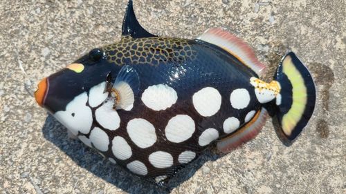 モンガラカワハギの釣果