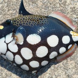 モンガラカワハギ