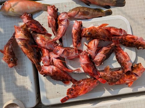 アラカブの釣果