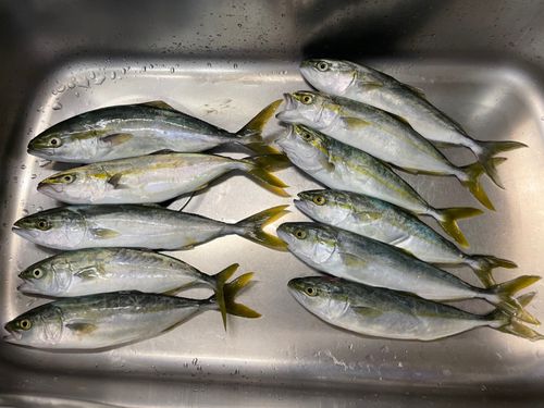 フクラギの釣果