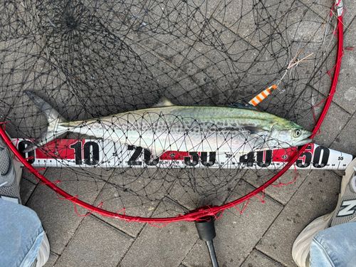 サゴシの釣果