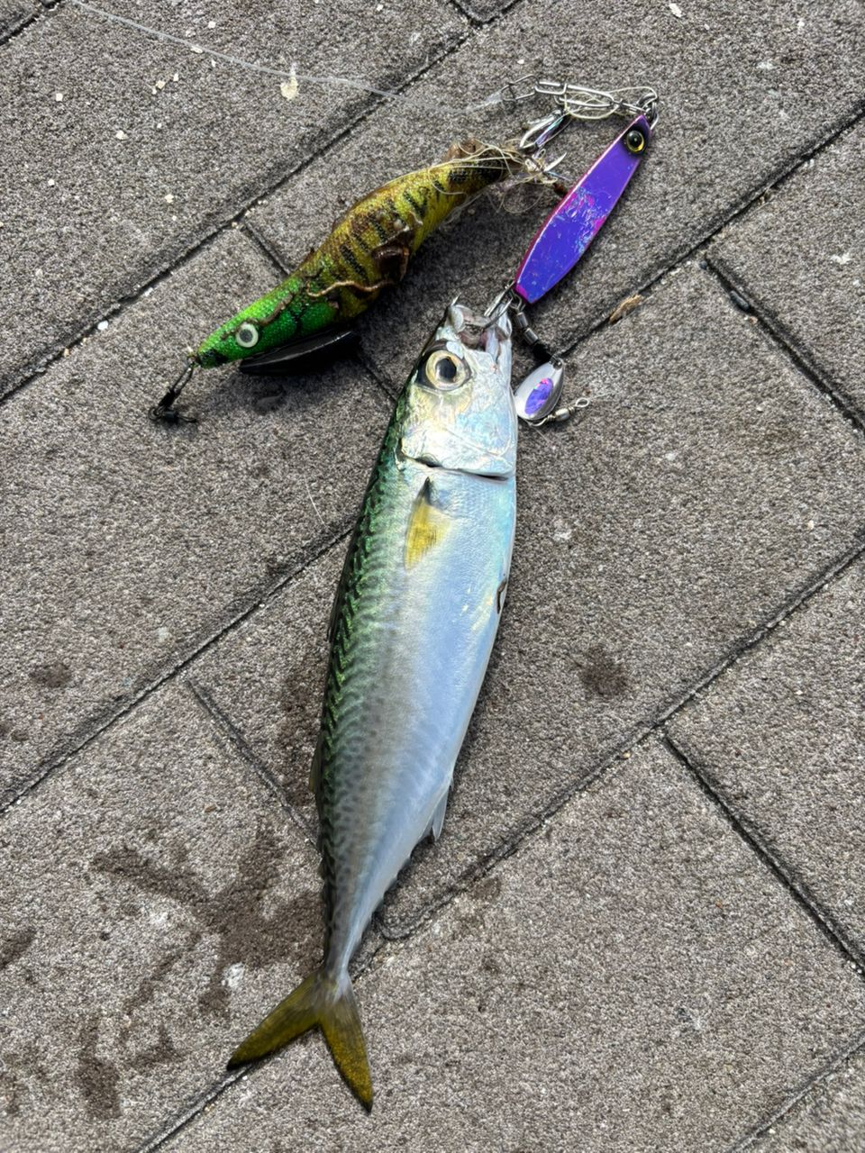 サゴシ