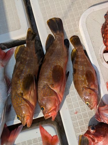 アコウの釣果