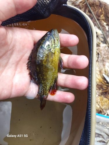 オヤニラミの釣果