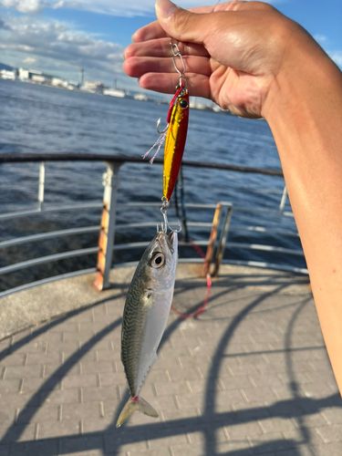 サバの釣果