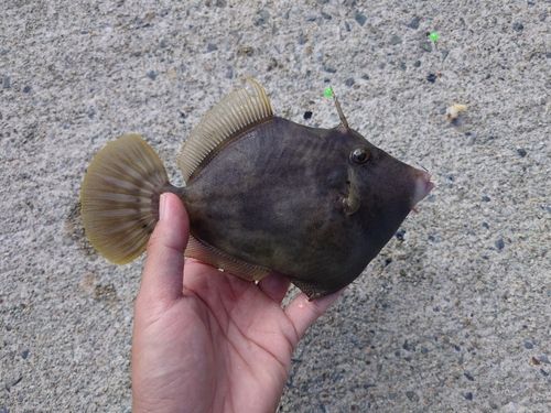 カワハギの釣果