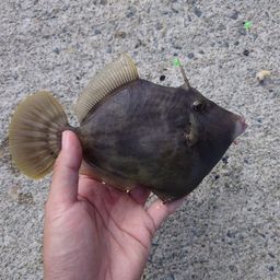 カワハギ