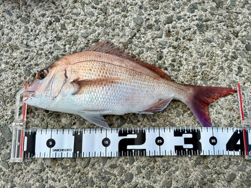 マダイの釣果