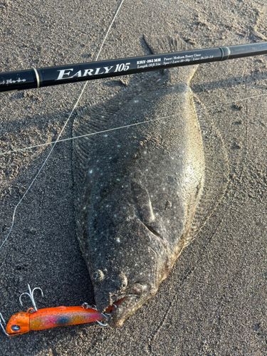 ヒラメの釣果