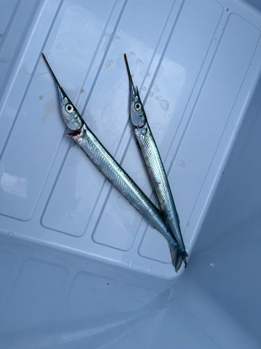 サヨリの釣果