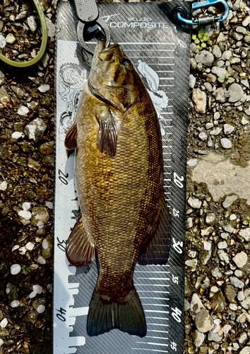 スモールマウスバスの釣果