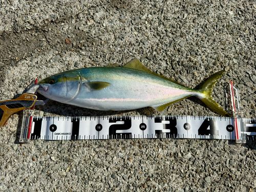 ハマチの釣果