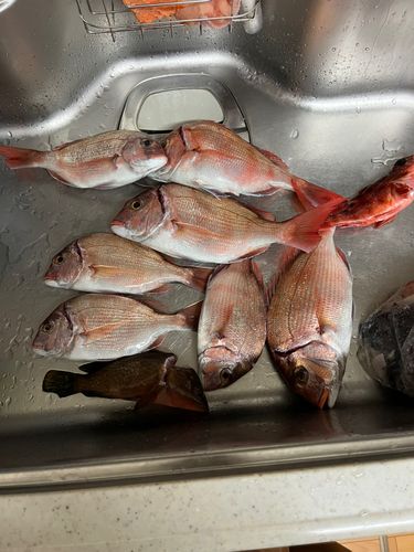 タイの釣果
