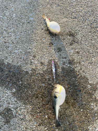 クサフグの釣果
