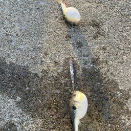 クサフグ