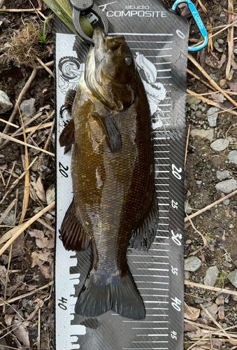 スモールマウスバスの釣果