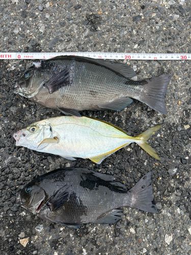 シマアジの釣果
