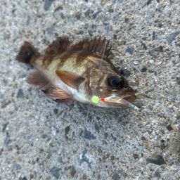 メバル