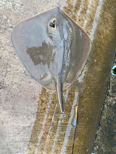 アカエイの釣果
