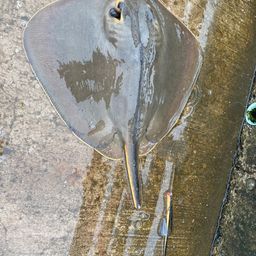 アカエイ