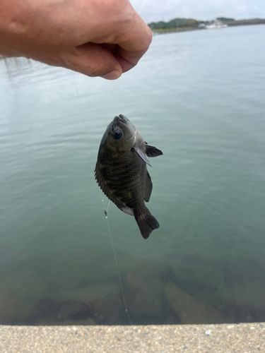 グレの釣果