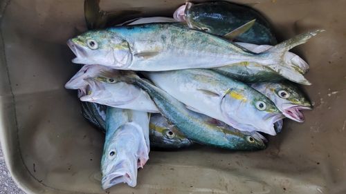 ワカシの釣果