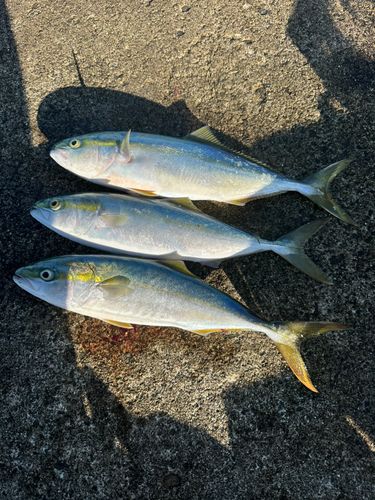 ワカシの釣果