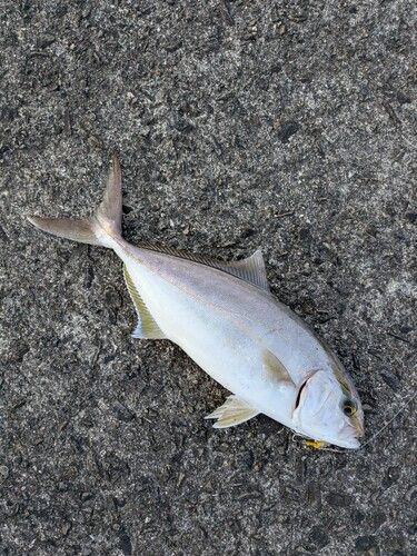 ネリゴの釣果