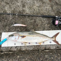 ヒラマサ