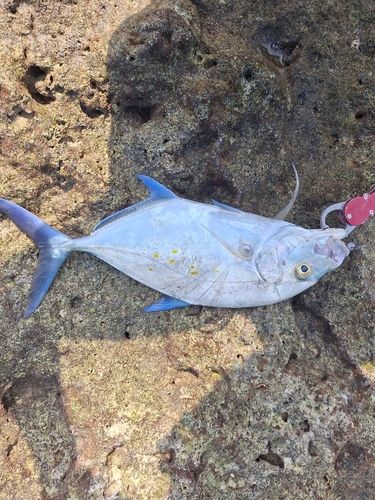 ナンヨウカイワリの釣果