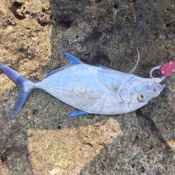 ナンヨウカイワリ