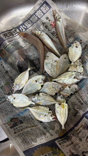 伊良湖サーフ