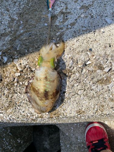 アオリイカの釣果