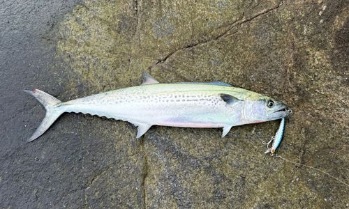 サゴシの釣果