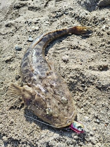マゴチの釣果