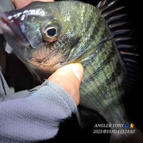 チヌの釣果