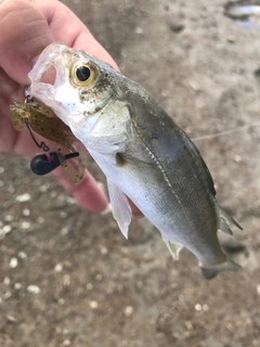 セイゴ（ヒラスズキ）の釣果