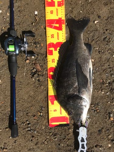 チヌの釣果