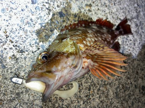 カサゴの釣果